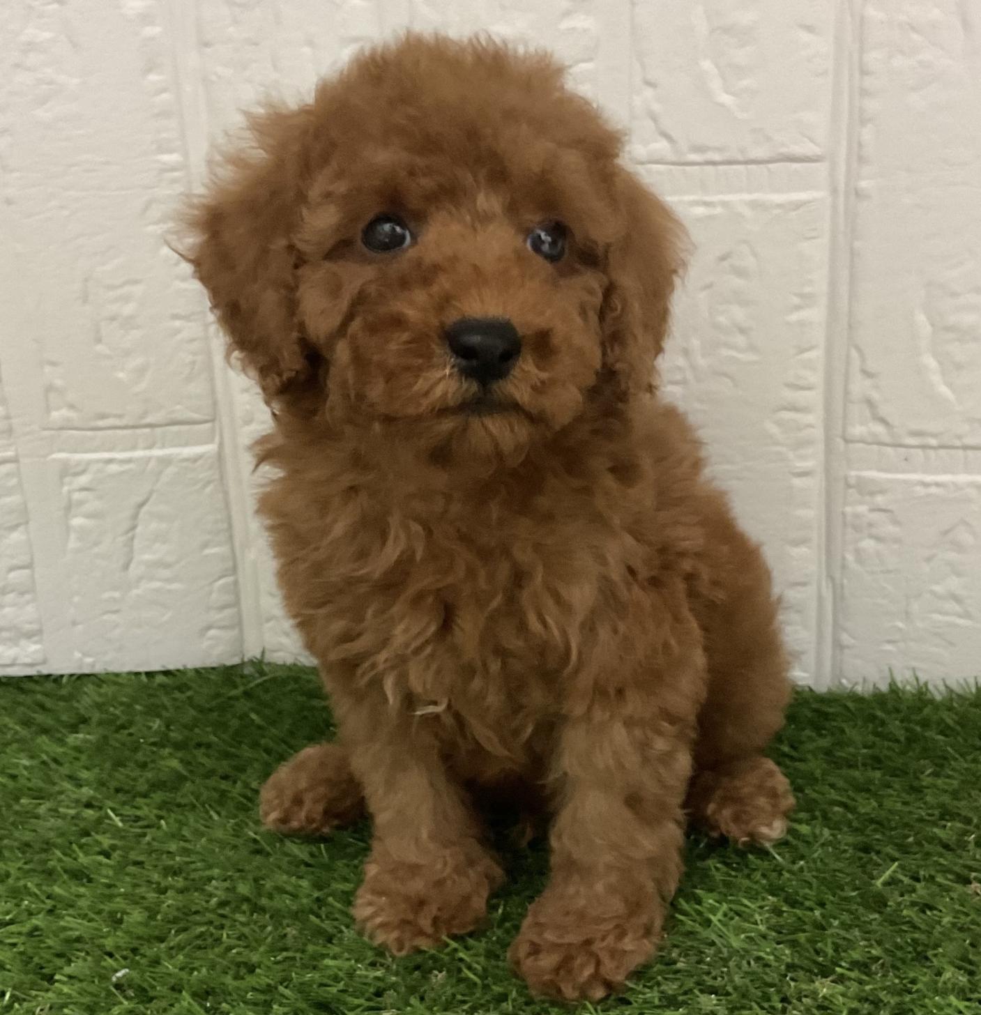 佐賀県のトイプードル(トイ) (ドッグズホーム佐賀店/2026年1月15日生まれ/男の子/レッド)の子犬