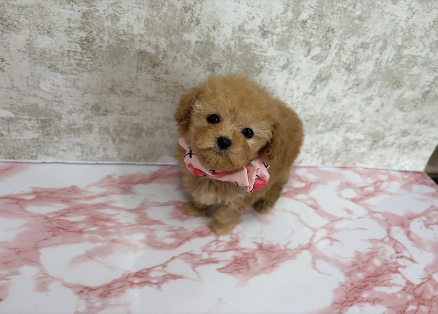 福岡県のトイプードル(ティーカップ) (ぱぴぷぺっと福岡店/2025年10月13日生まれ/女の子/アプリコット)の子犬の1枚目の画像