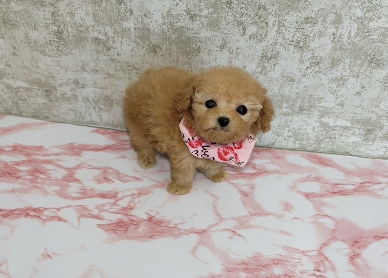 福岡県のトイプードル(ティーカップ) (ぱぴぷぺっと福岡店/2025年10月13日生まれ/女の子/アプリコット)の子犬の2枚目の画像