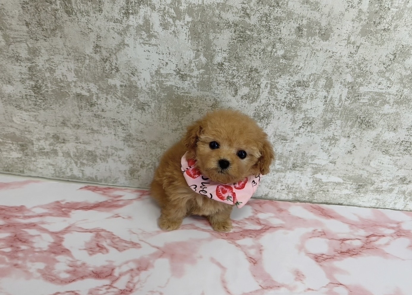 福岡県のトイプードル(ティーカップ) (ぱぴぷぺっと福岡店/2025年10月13日生まれ/女の子/アプリコット)の子犬の3枚目の画像