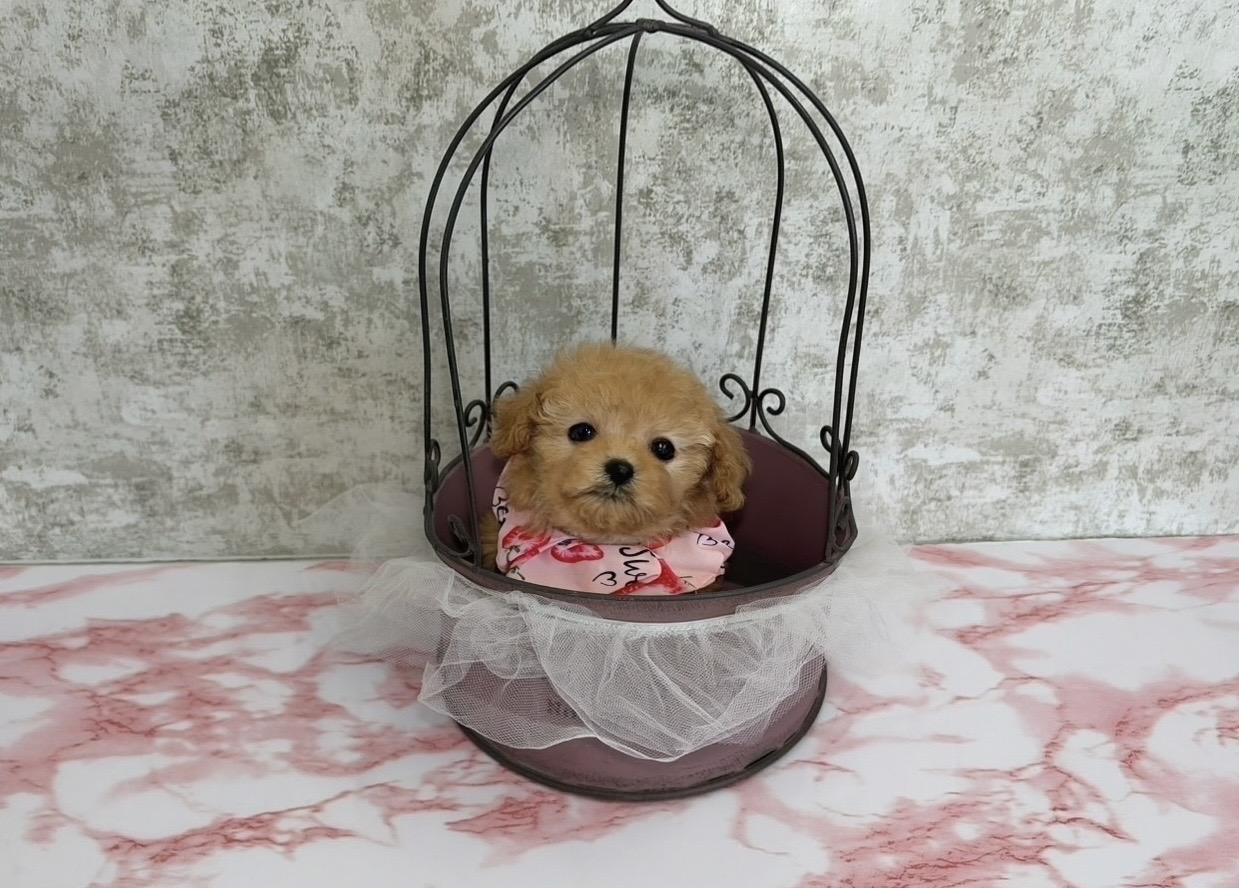 福岡県のトイプードル(ティーカップ) (ぱぴぷぺっと福岡店/2025年10月13日生まれ/女の子/アプリコット)の子犬の4枚目の画像