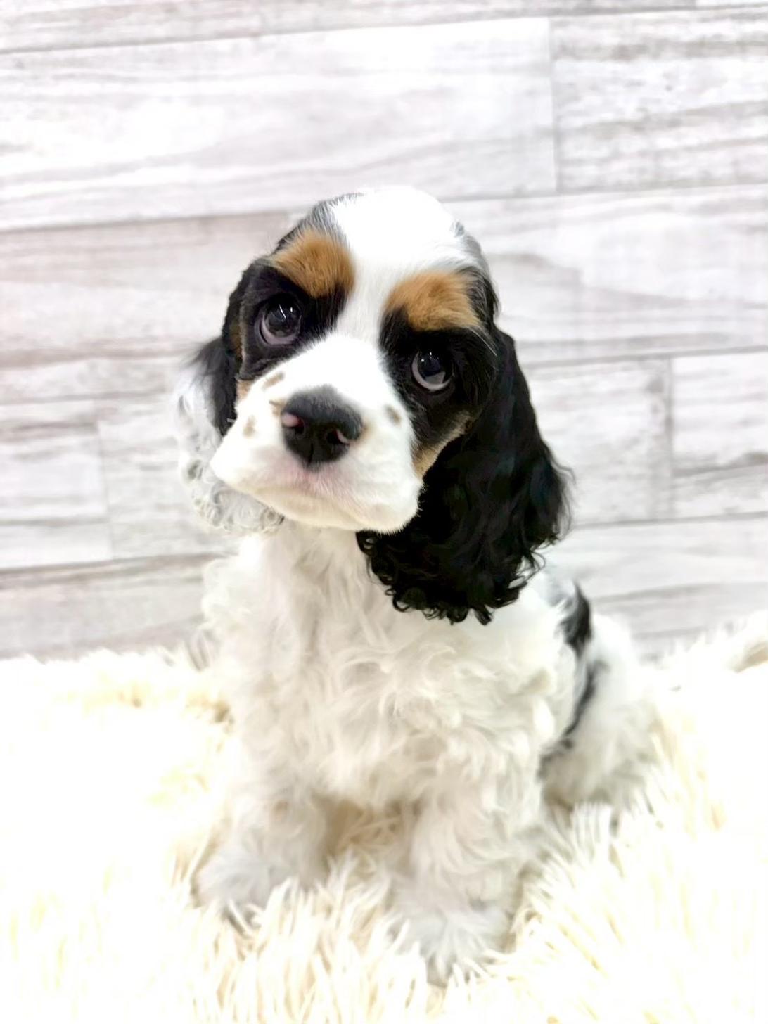 神奈川県のアメリカンコッカースパニエル (ペッツコンシェル川崎小田栄店/2026年1月3日生まれ/男の子/ブラックタンホワイト)の子犬