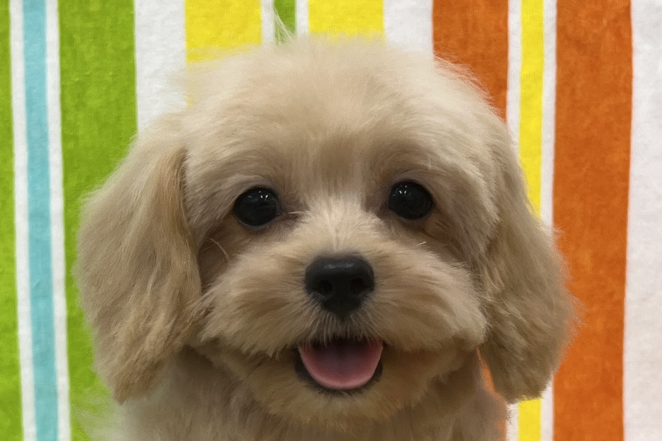 愛知県のペキプー(ペキニーズ×プードル) (ハピースペット一宮三条アミーゴ店/2026年6月2日生まれ/女の子/クリーム)の子犬の2枚目の画像