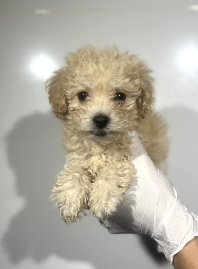 埼玉県のビションプー(ビションフリーゼ×プードル) (ペッツスマイル南中野店/2025年8月12日生まれ/男の子/アプリコット)の子犬の1枚目の画像