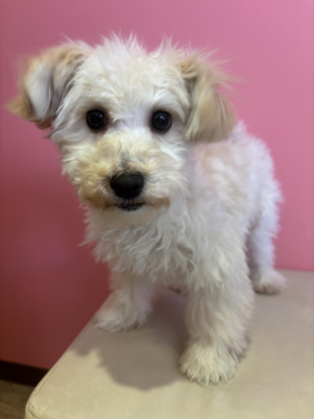 埼玉県のビションプー(ビションフリーゼ×プードル) (ペッツスマイル南中野店/2025年8月12日生まれ/男の子/アプリコット)の子犬の1枚目の画像