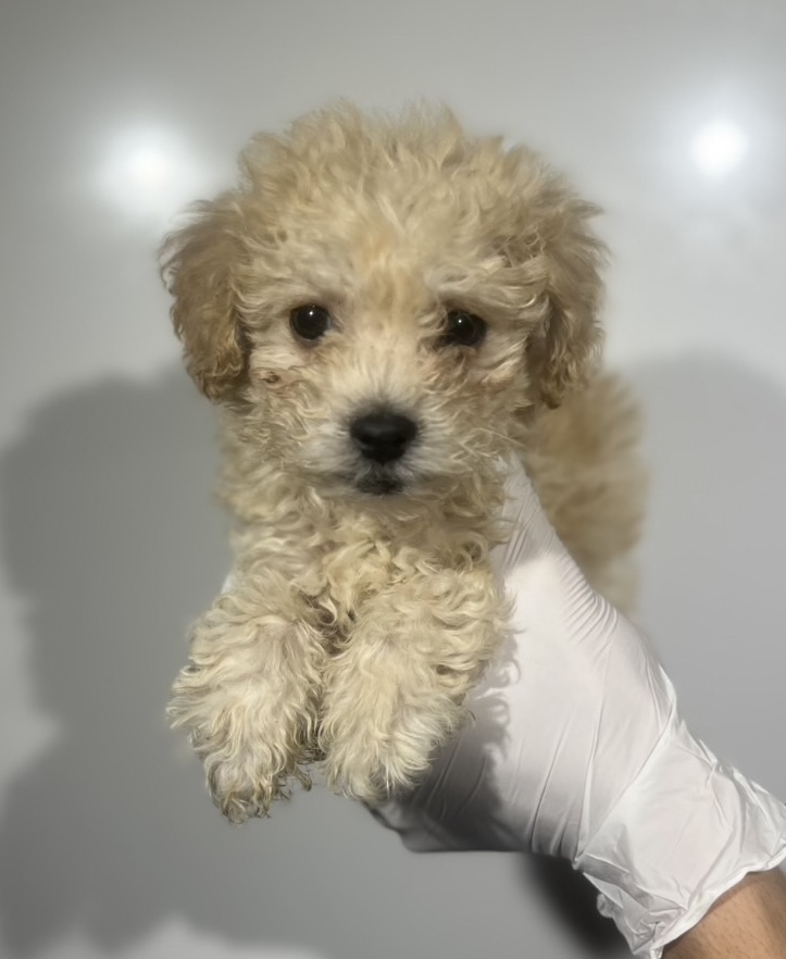 埼玉県のビションプー(ビションフリーゼ×プードル) (ペッツスマイル南中野店/2025年8月12日生まれ/男の子/アプリコット)の子犬の2枚目の画像