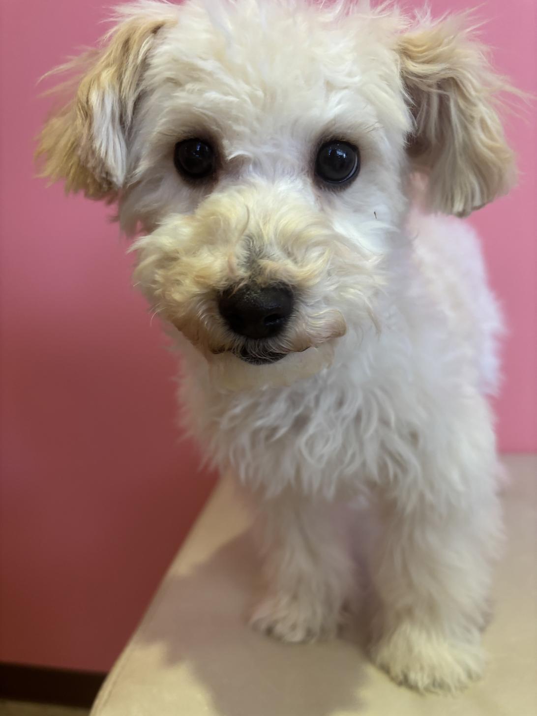 埼玉県のビションプー(ビションフリーゼ×プードル) (ペッツスマイル南中野店/2025年8月12日生まれ/男の子/アプリコット)の子犬の2枚目の画像