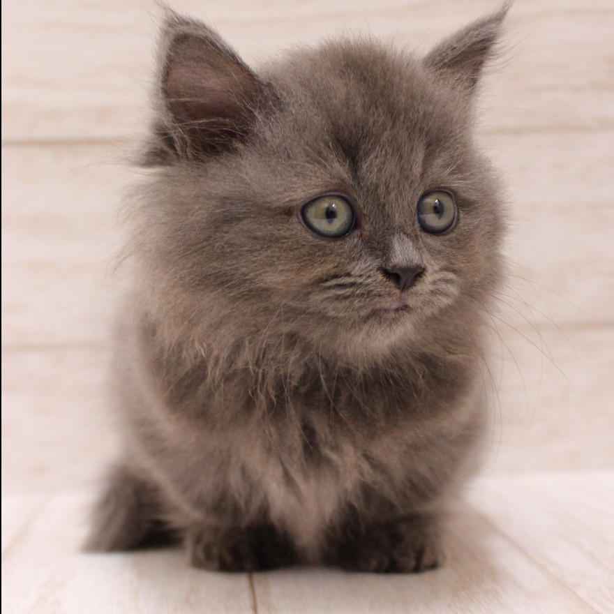千葉県のマンチカン (ペピカファミリー松戸店/2025年6月28日生まれ/女の子/ブルー)の子猫の3枚目の画像
