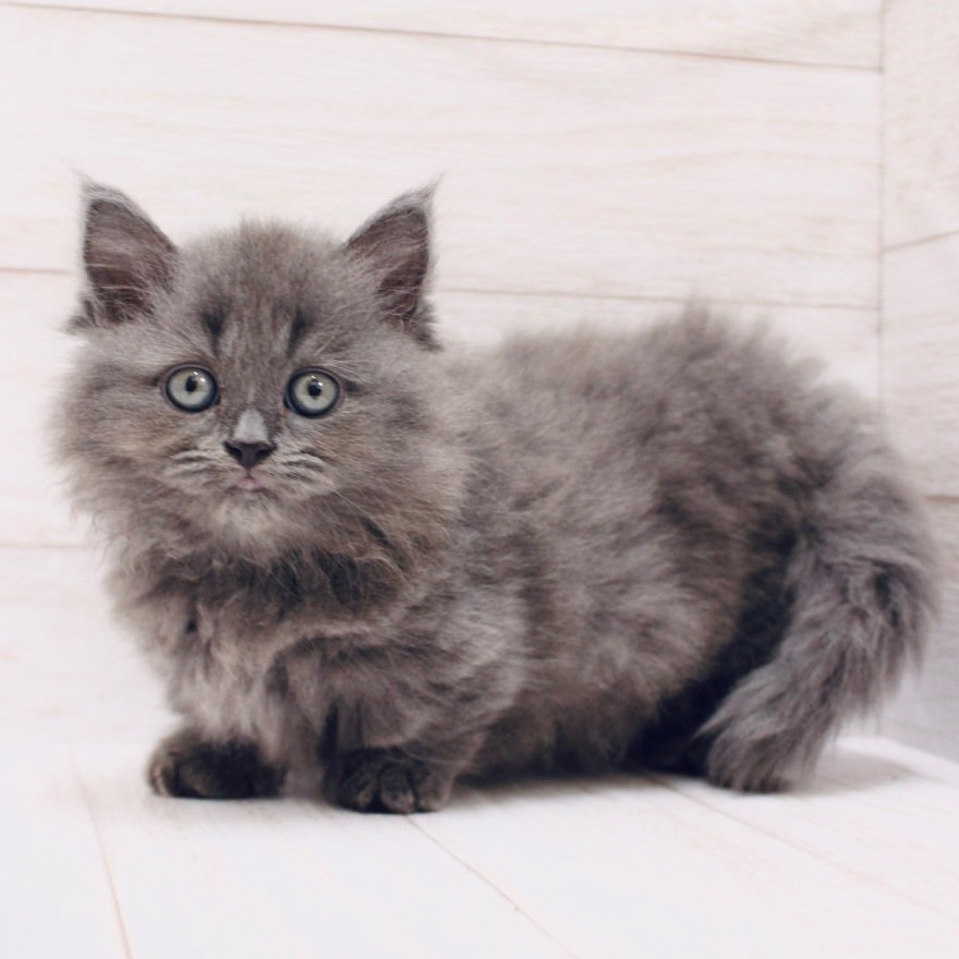 千葉県のマンチカン (ペピカファミリー松戸店/2025年6月28日生まれ/女の子/ブルー)の子猫の4枚目の画像