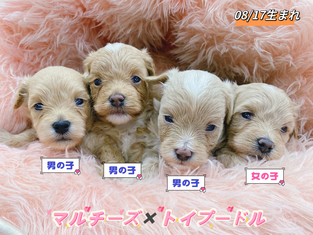 新潟県のマルプー(マルチーズ×プードル) (竹内ペット 新津本店/2026年8月17日生まれ/男の子/その他色)の子犬の1枚目の画像