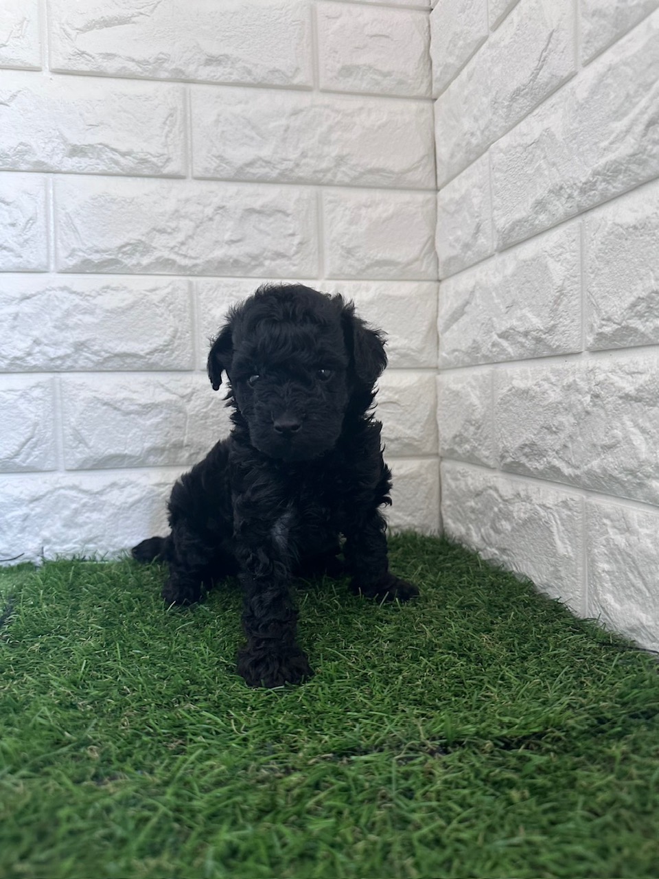 東京都のトイプードル(タイニー) (ペットショップcoco東京港区店/2025年11月18日生まれ/男の子/ブラック)の子犬