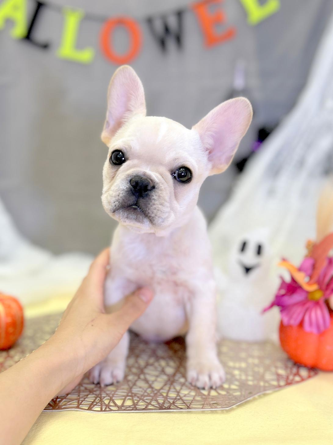 北海道のフレンチブルドッグ (ラブワンコ平岸店/2025年7月15日生まれ/女の子/クリーム)の子犬