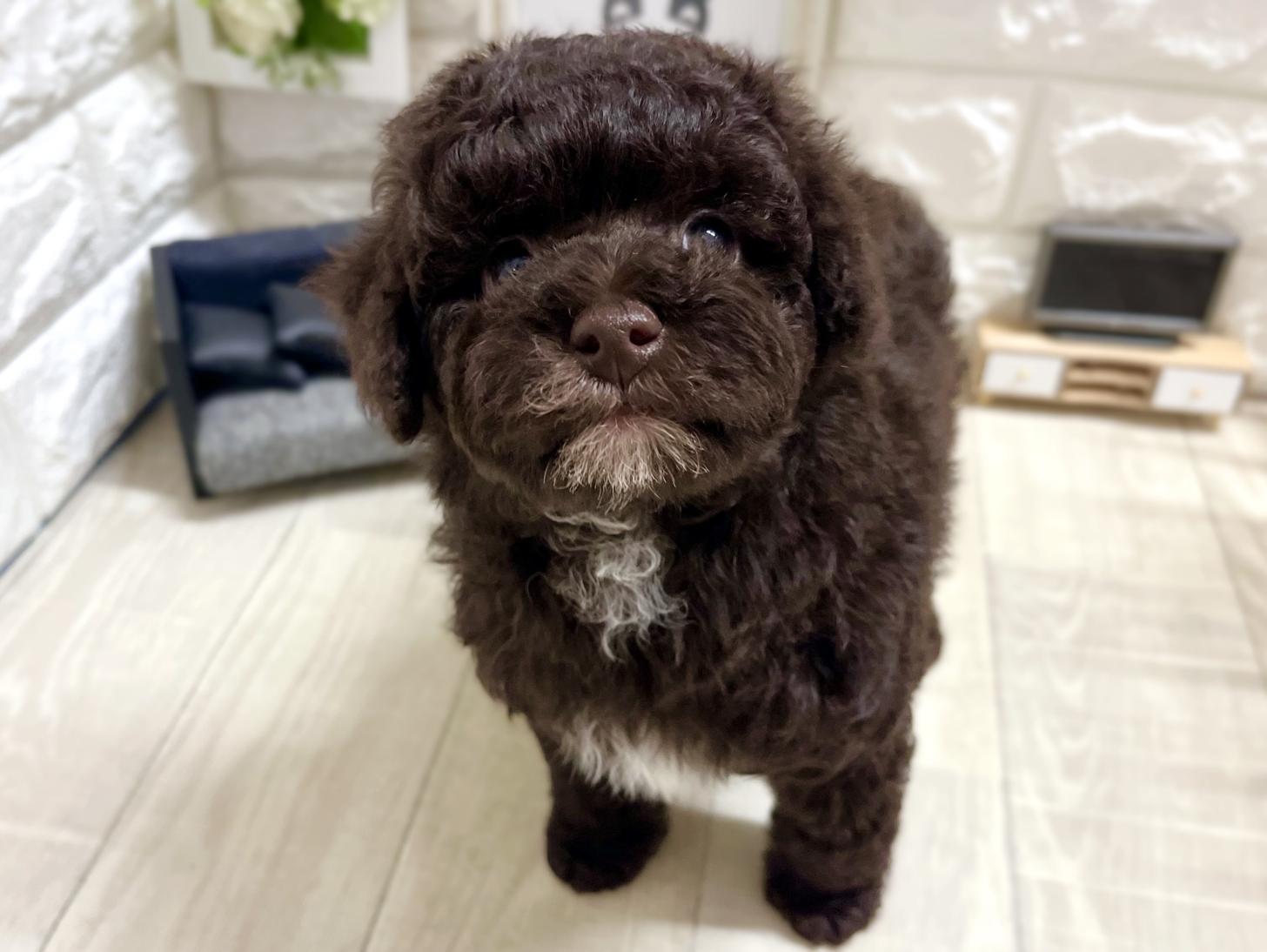 大阪府のトイプードル(トイ) (DOGMAN平野瓜破店/2026年2月8日生まれ/女の子/ブラウン)の子犬の1枚目の画像