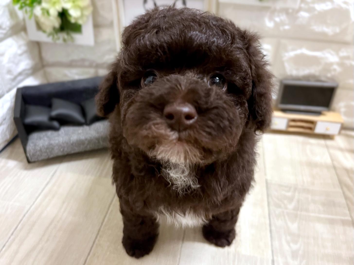 大阪府のトイプードル(トイ) (DOGMAN平野瓜破店/2026年2月8日生まれ/女の子/ブラウン)の子犬の2枚目の画像