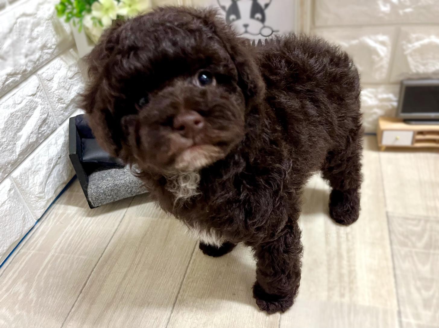 大阪府のトイプードル(トイ) (DOGMAN平野瓜破店/2026年2月8日生まれ/女の子/ブラウン)の子犬の3枚目の画像