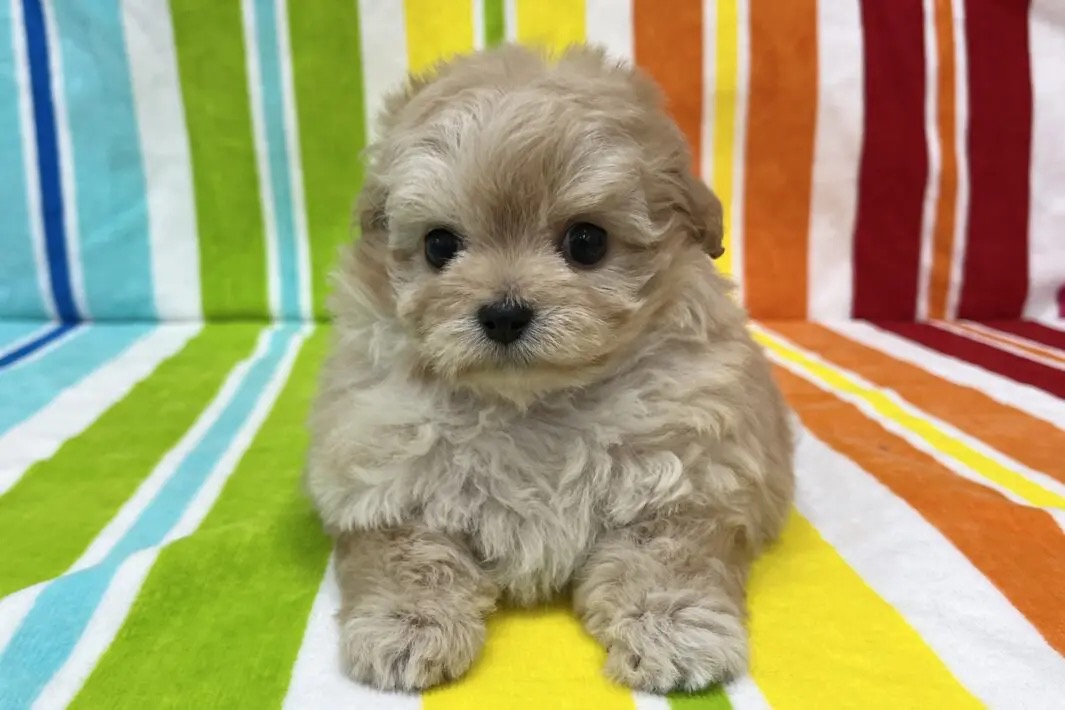 愛知県のチワプー/プーチー(チワワ×プードル) (ハピースペット一宮三条アミーゴ店/2025年9月24日生まれ/女の子/その他色)の子犬の1枚目の画像