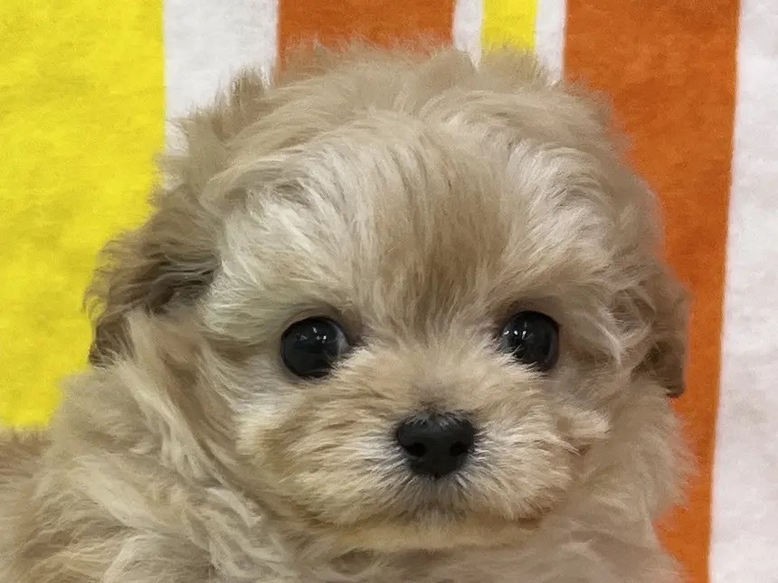 愛知県のチワプー/プーチー(チワワ×プードル) (ハピースペット一宮三条アミーゴ店/2025年9月24日生まれ/女の子/その他色)の子犬の2枚目の画像