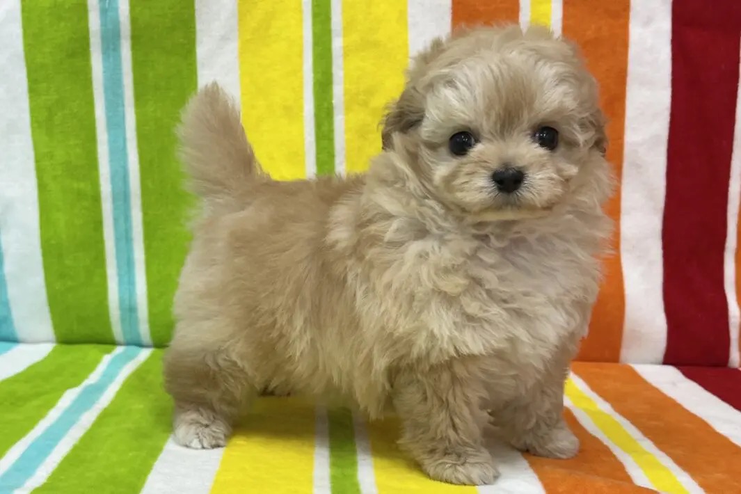 愛知県のチワプー/プーチー(チワワ×プードル) (ハピースペット一宮三条アミーゴ店/2025年9月24日生まれ/女の子/その他色)の子犬の3枚目の画像