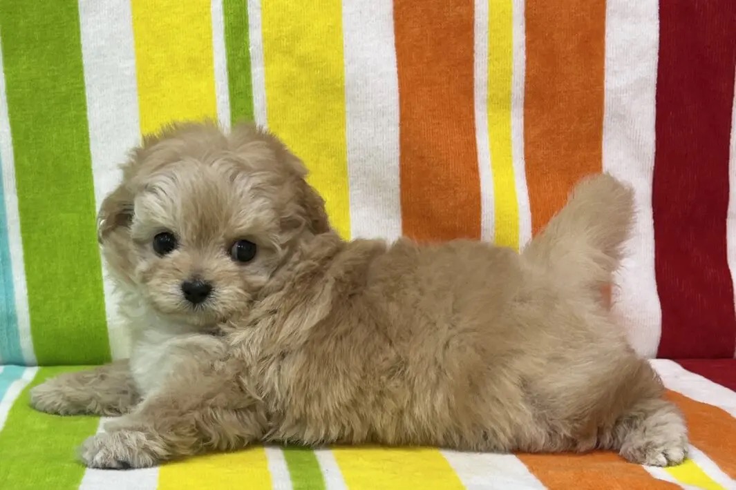 愛知県のチワプー/プーチー(チワワ×プードル) (ハピースペット一宮三条アミーゴ店/2025年9月24日生まれ/女の子/その他色)の子犬の4枚目の画像