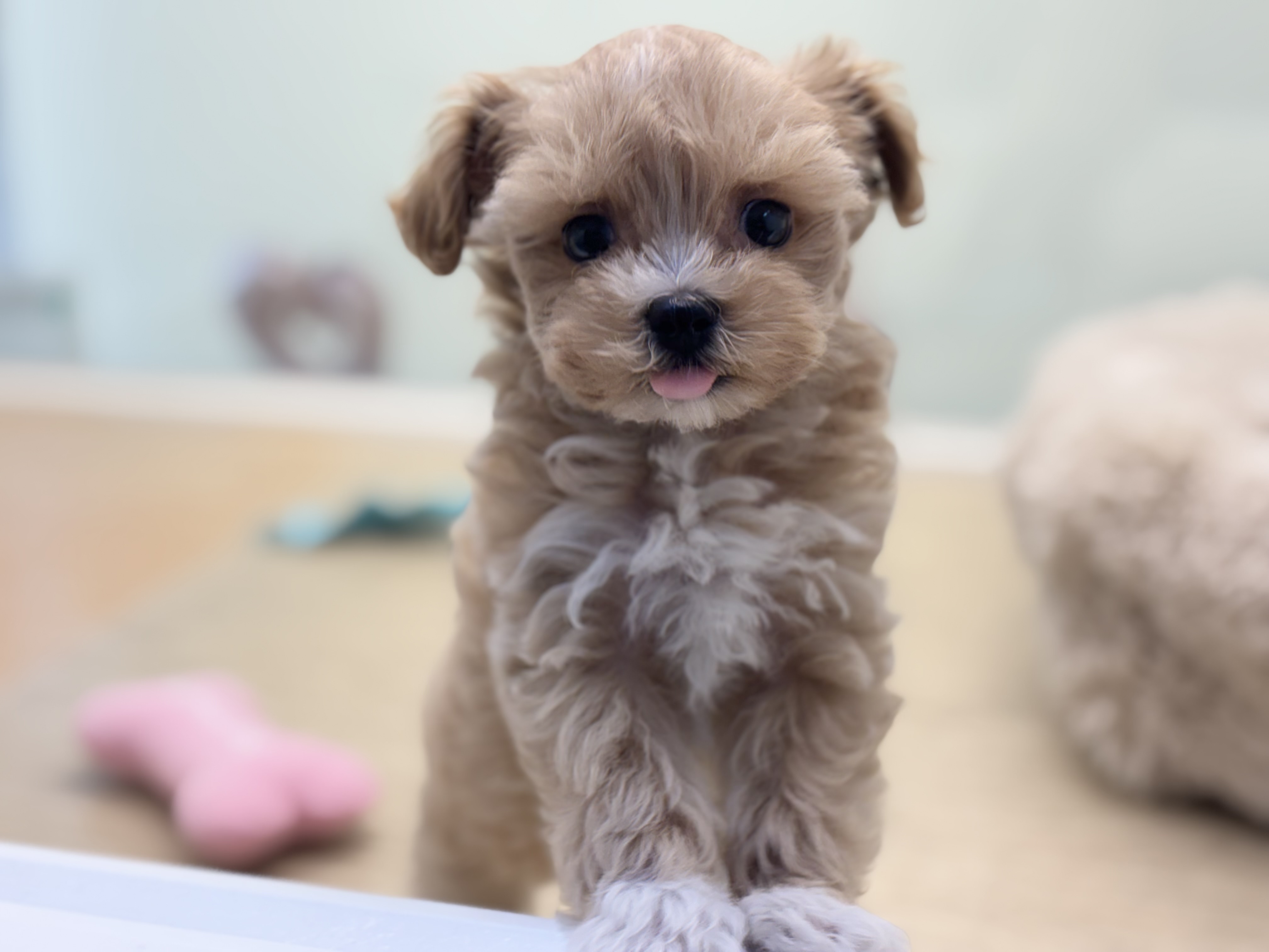 神奈川県のマルプー(マルチーズ×プードル) (Doggy Style 小田原店/2026年8月1日生まれ/女の子/アプリコット)の子犬の2枚目の画像