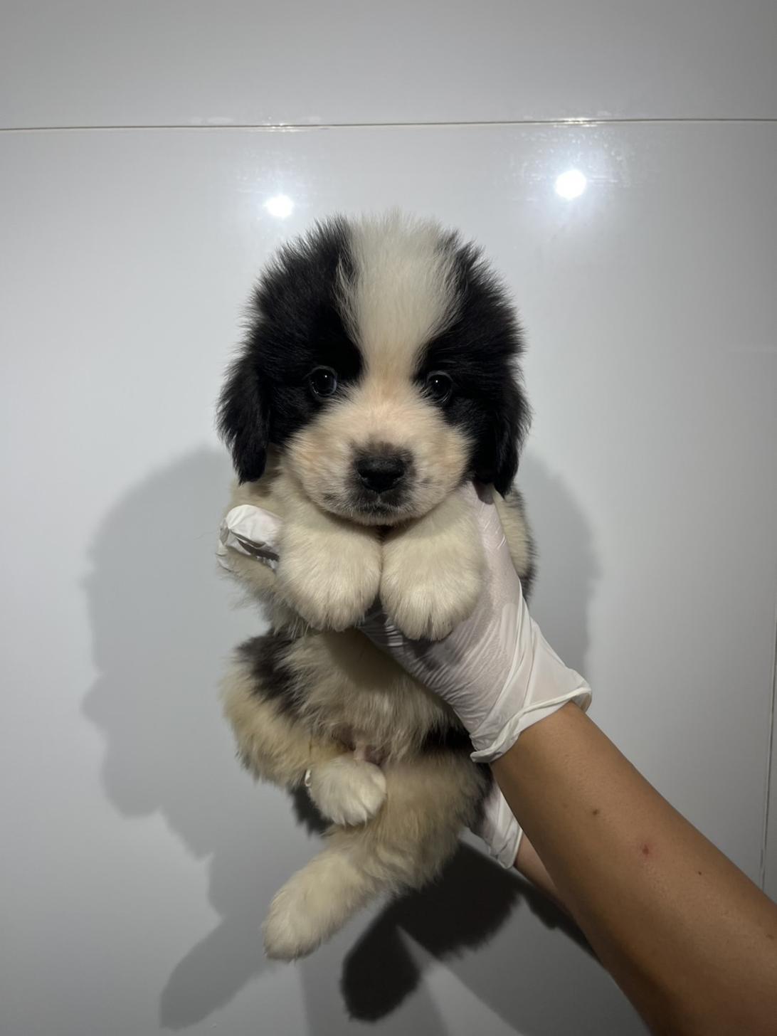 埼玉県のハーフ犬・ミックス犬 (ペッツスマイル加須インター店/2026年8月7日生まれ/男の子/ブラックホワイト)の子犬の1枚目の画像