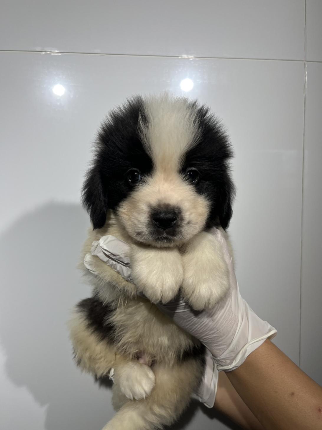 埼玉県のハーフ犬・ミックス犬 (ペッツスマイル加須インター店/2026年8月7日生まれ/男の子/ブラックホワイト)の子犬の2枚目の画像