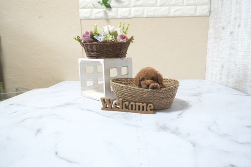 滋賀県のトイプードル(トイ) (いっぷく湖南店/2025年11月1日生まれ/男の子/レッドフォーン)の子犬の1枚目の画像