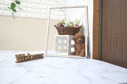 滋賀県のトイプードル(トイ) (いっぷく湖南店/2025年11月1日生まれ/男の子/レッドフォーン)の子犬の2枚目の画像