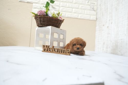 滋賀県のトイプードル(トイ) (いっぷく湖南店/2025年11月1日生まれ/男の子/レッドフォーン)の子犬の3枚目の画像