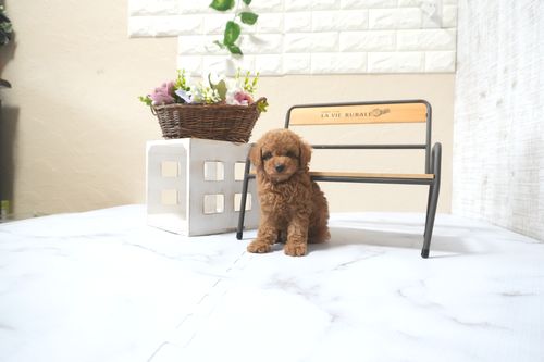 滋賀県のトイプードル(トイ) (いっぷく湖南店/2025年11月1日生まれ/男の子/レッドフォーン)の子犬の4枚目の画像