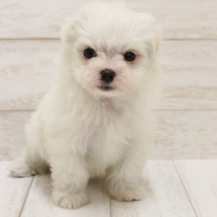 千葉県のマルチーズ (ペピカファミリー松戸店/2025年11月29日生まれ/女の子/ホワイト)の子犬の1枚目の画像