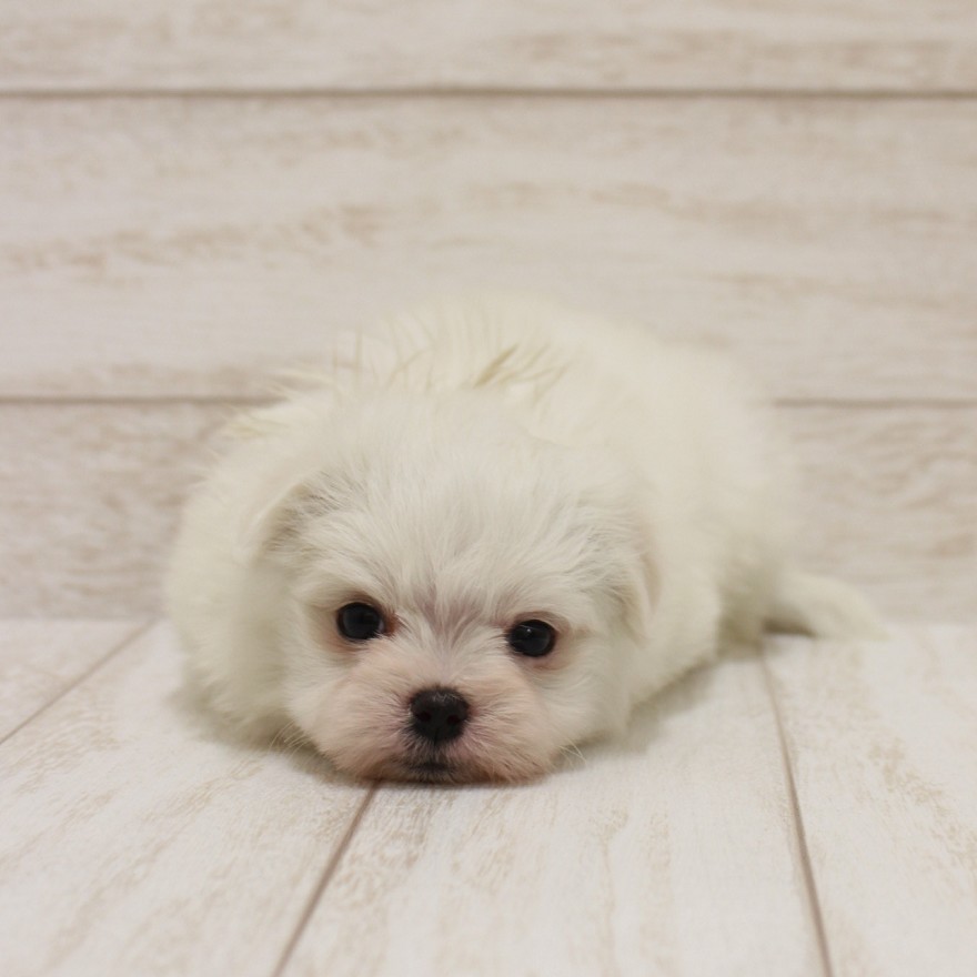 千葉県のマルチーズ (ペピカファミリー松戸店/2025年11月29日生まれ/女の子/ホワイト)の子犬の4枚目の画像