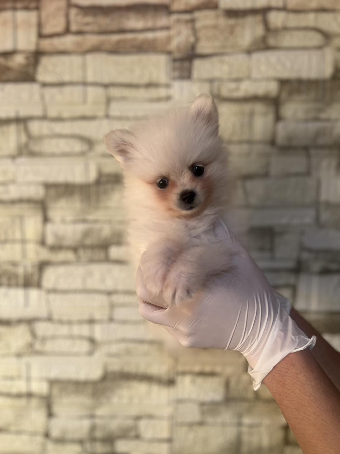埼玉県のポメラニアン (ペッツスマイル加須インター店/2025年9月13日生まれ/女の子/ホワイト)の子犬の1枚目の画像