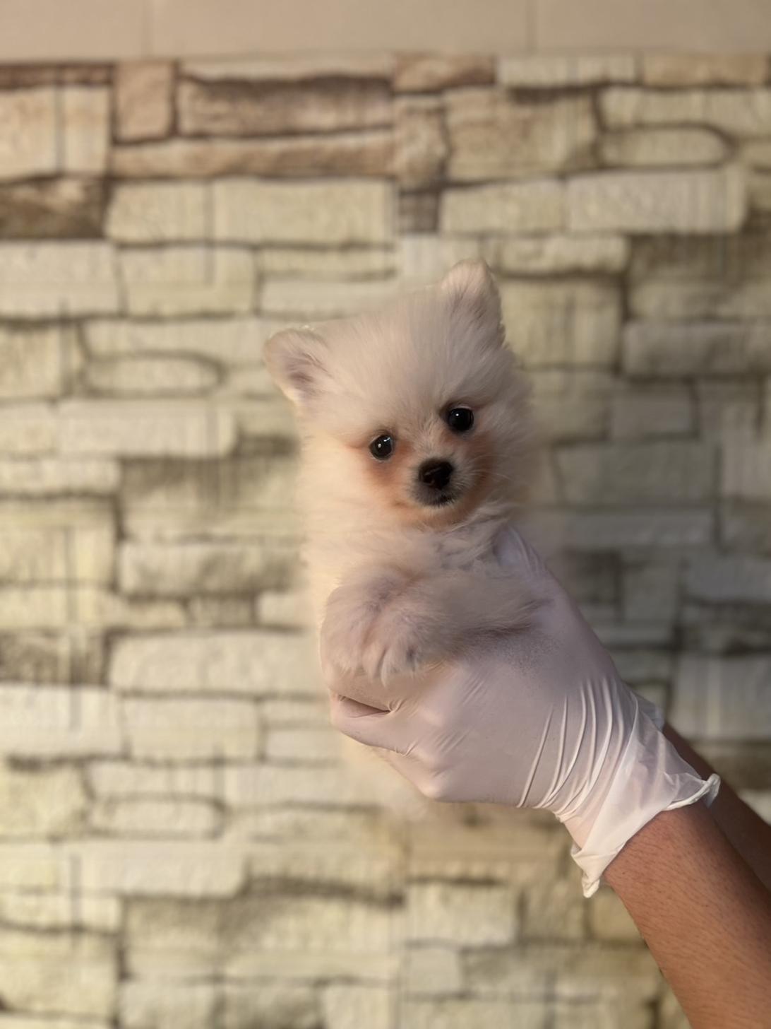 埼玉県のポメラニアン (ペッツスマイル加須インター店/2025年9月13日生まれ/女の子/ホワイト)の子犬の2枚目の画像