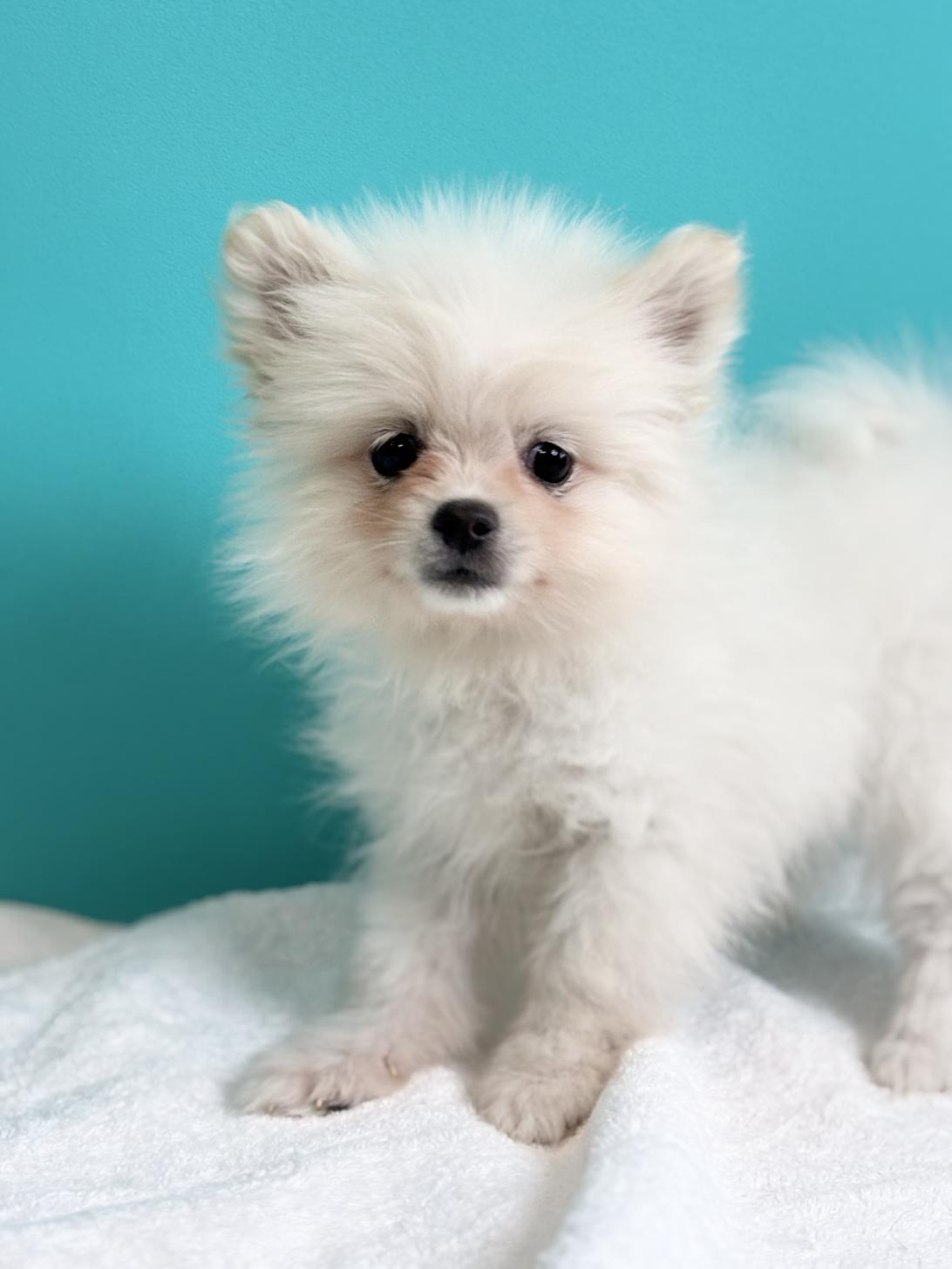 埼玉県のポメラニアン (ペッツスマイル加須インター店/2025年9月13日生まれ/女の子/ホワイト)の子犬の2枚目の画像