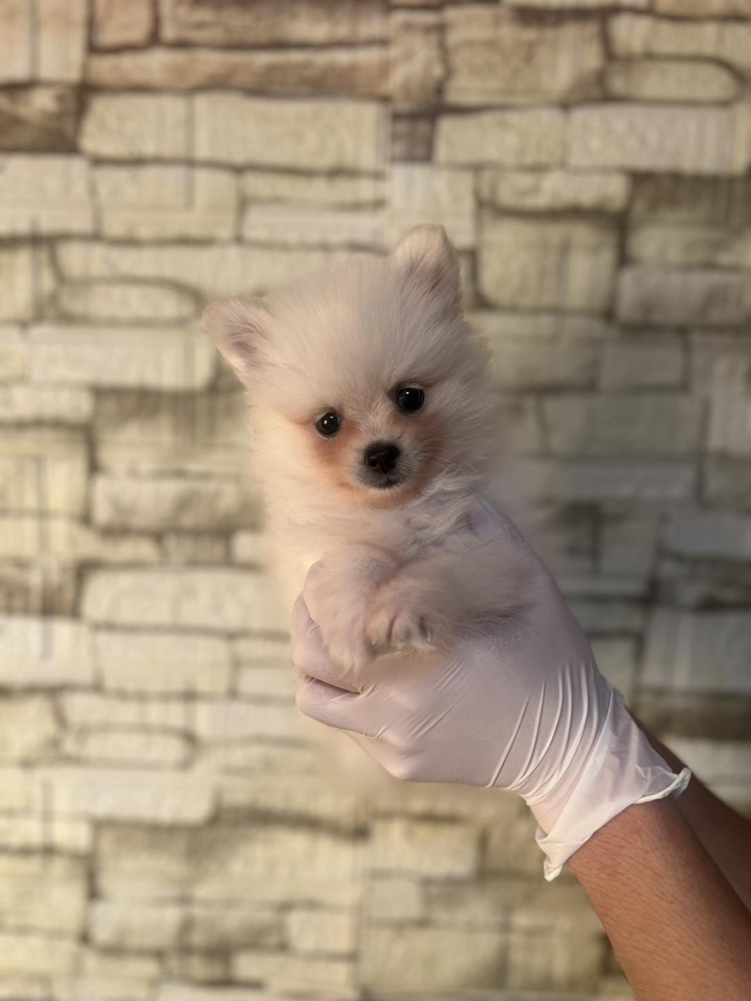 埼玉県のポメラニアン (ペッツスマイル加須インター店/2025年9月13日生まれ/女の子/ホワイト)の子犬の3枚目の画像