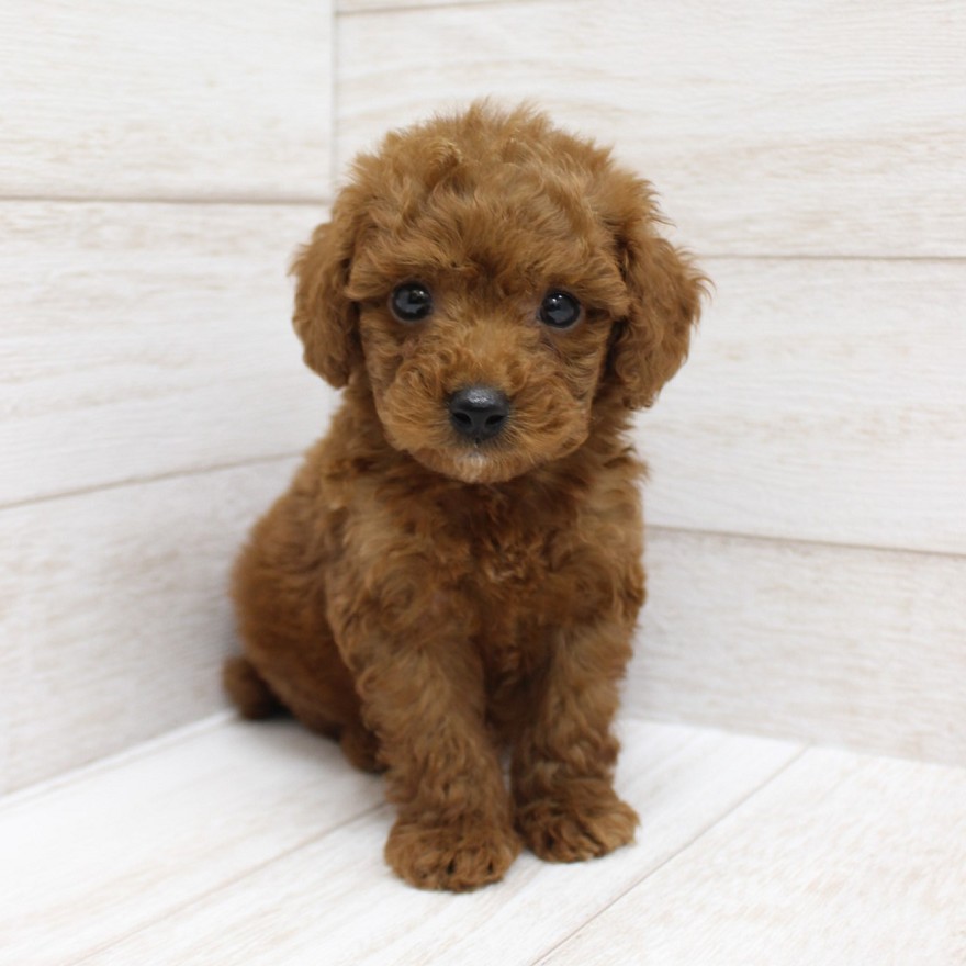 千葉県のトイプードル(トイ) (ペピカファミリー松戸店/2025年8月23日生まれ/男の子/レッド)の子犬の1枚目の画像