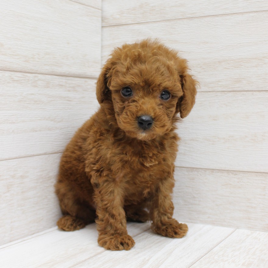 千葉県のトイプードル(トイ) (ペピカファミリー松戸店/2025年8月23日生まれ/男の子/レッド)の子犬の2枚目の画像