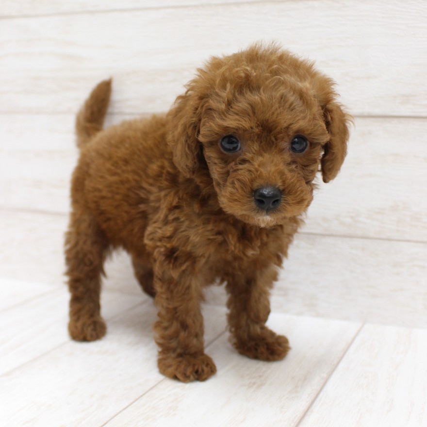 千葉県のトイプードル(トイ) (ペピカファミリー松戸店/2025年8月23日生まれ/男の子/レッド)の子犬の3枚目の画像