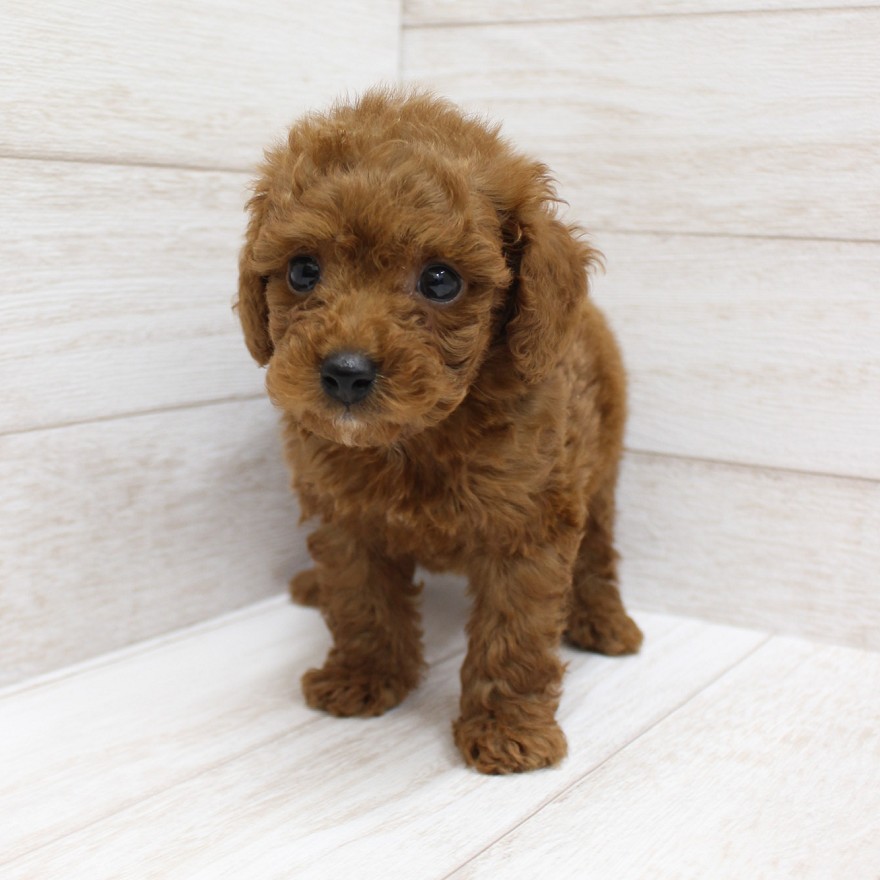 千葉県のトイプードル(トイ) (ペピカファミリー松戸店/2025年8月23日生まれ/男の子/レッド)の子犬の4枚目の画像