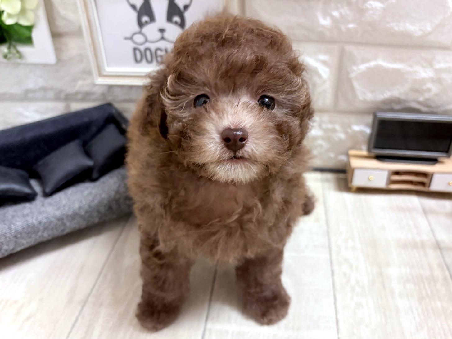 大阪府のトイプードル(トイ) (DOGMAN平野瓜破店/2026年8月22日生まれ/男の子/シルバーベージュ)の子犬の2枚目の画像