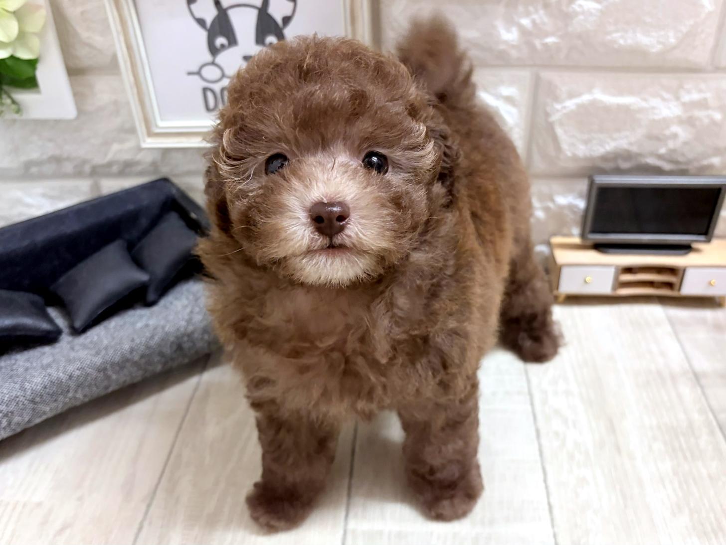 大阪府のトイプードル(トイ) (DOGMAN平野瓜破店/2026年8月22日生まれ/男の子/シルバーベージュ)の子犬の3枚目の画像