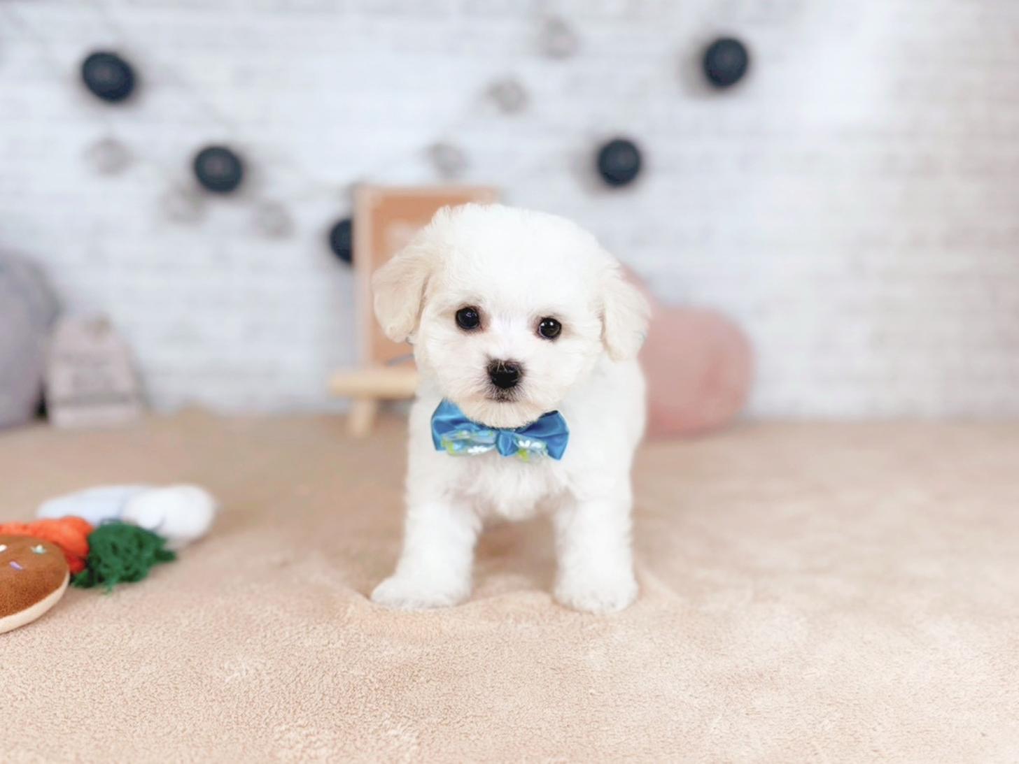 北海道のビションフリーゼ (ペットショップだんぼ/2025年11月16日生まれ/男の子/ホワイト)の子犬の1枚目の画像