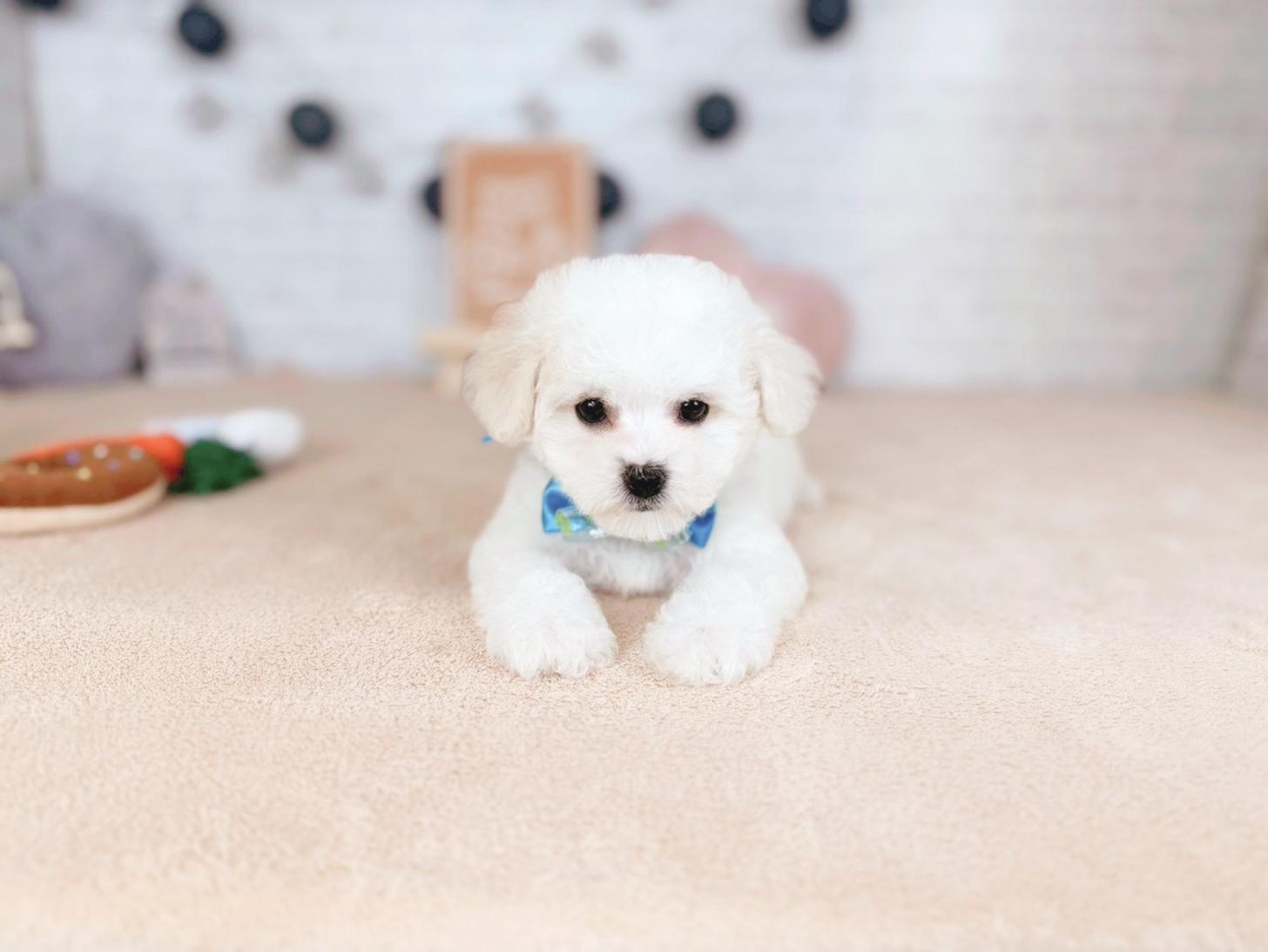 北海道のビションフリーゼ (ペットショップだんぼ/2025年11月16日生まれ/男の子/ホワイト)の子犬の2枚目の画像