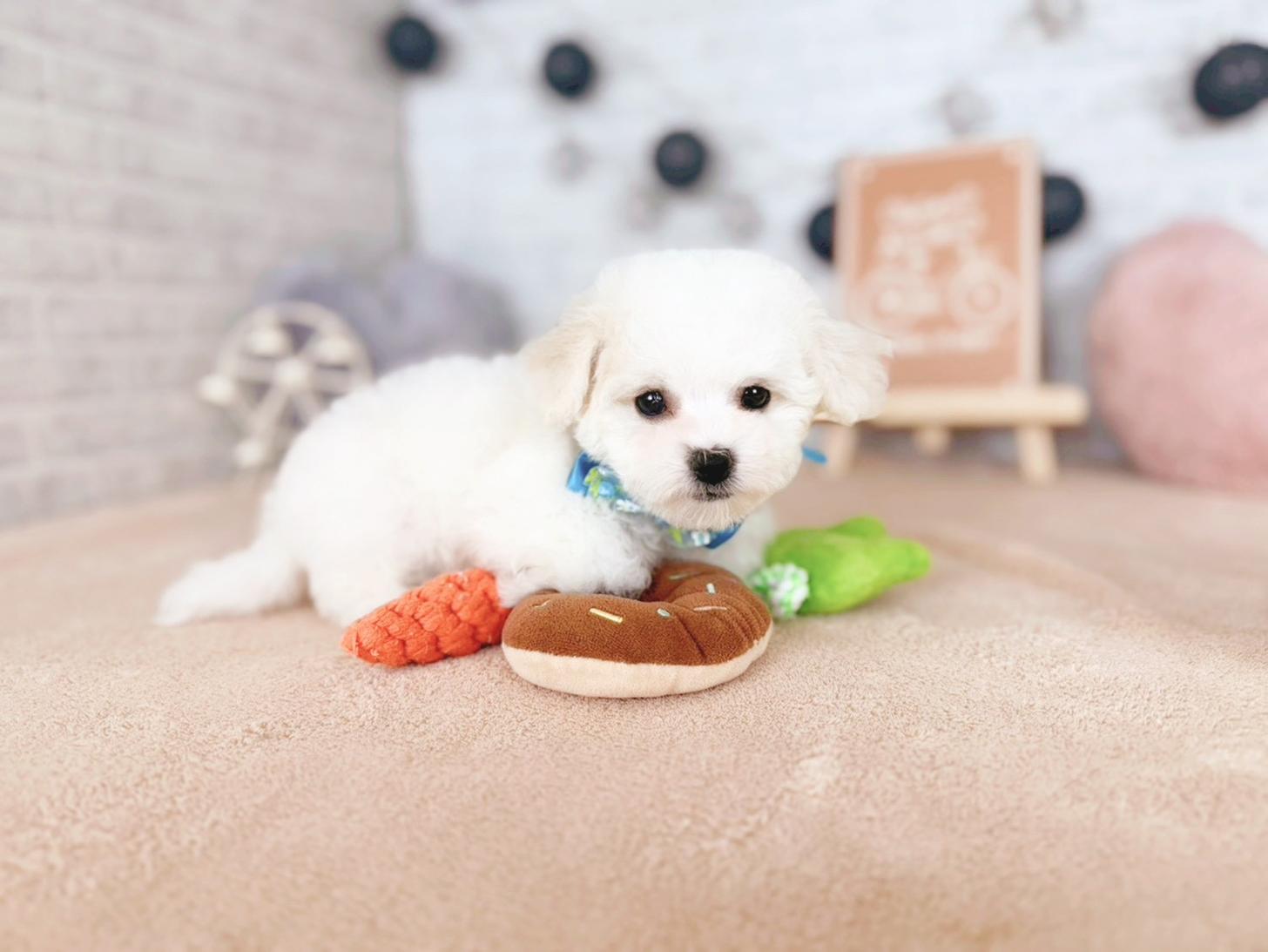 北海道のビションフリーゼ (ペットショップだんぼ/2025年11月16日生まれ/男の子/ホワイト)の子犬の4枚目の画像