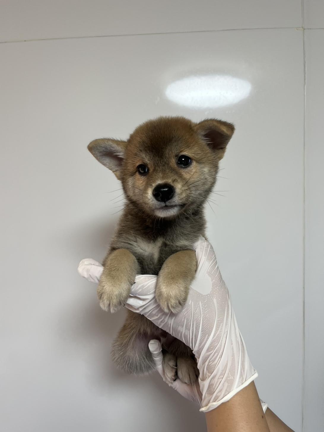 埼玉県の豆柴 (ペッツスマイル南中野店/2026年6月17日生まれ/男の子/赤)の子犬の1枚目の画像