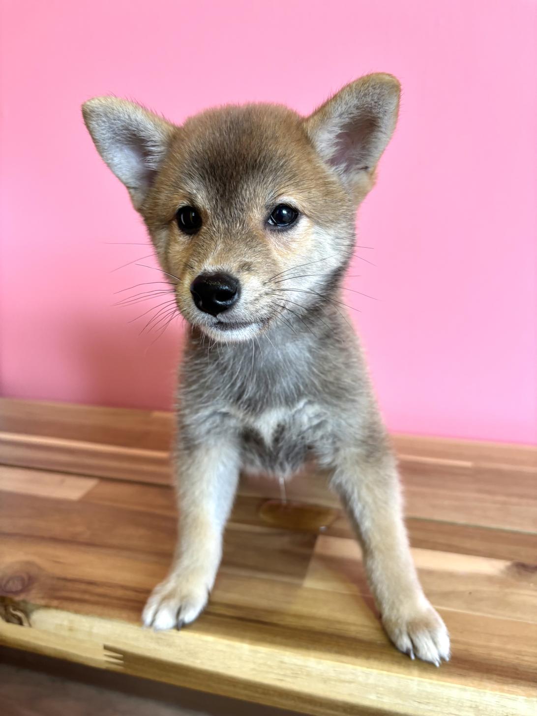 埼玉県の豆柴 (ペッツスマイル南中野店/2026年6月17日生まれ/男の子/赤)の子犬の1枚目の画像