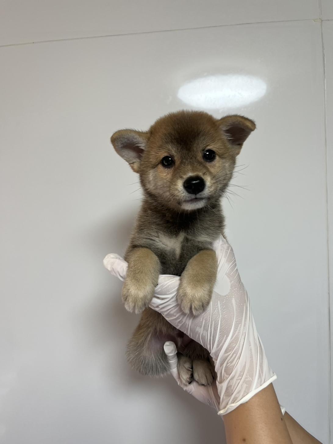 埼玉県の豆柴 (ペッツスマイル南中野店/2026年6月17日生まれ/男の子/赤)の子犬の2枚目の画像