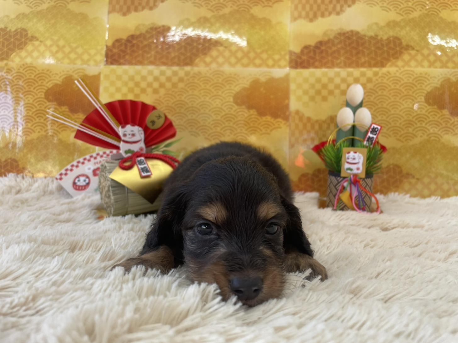 佐賀県のミニチュアダックスフンド(ロング) (スタードッグス新鳥栖店/2025年11月27日生まれ/男の子/ブラックタン)の子犬の1枚目の画像