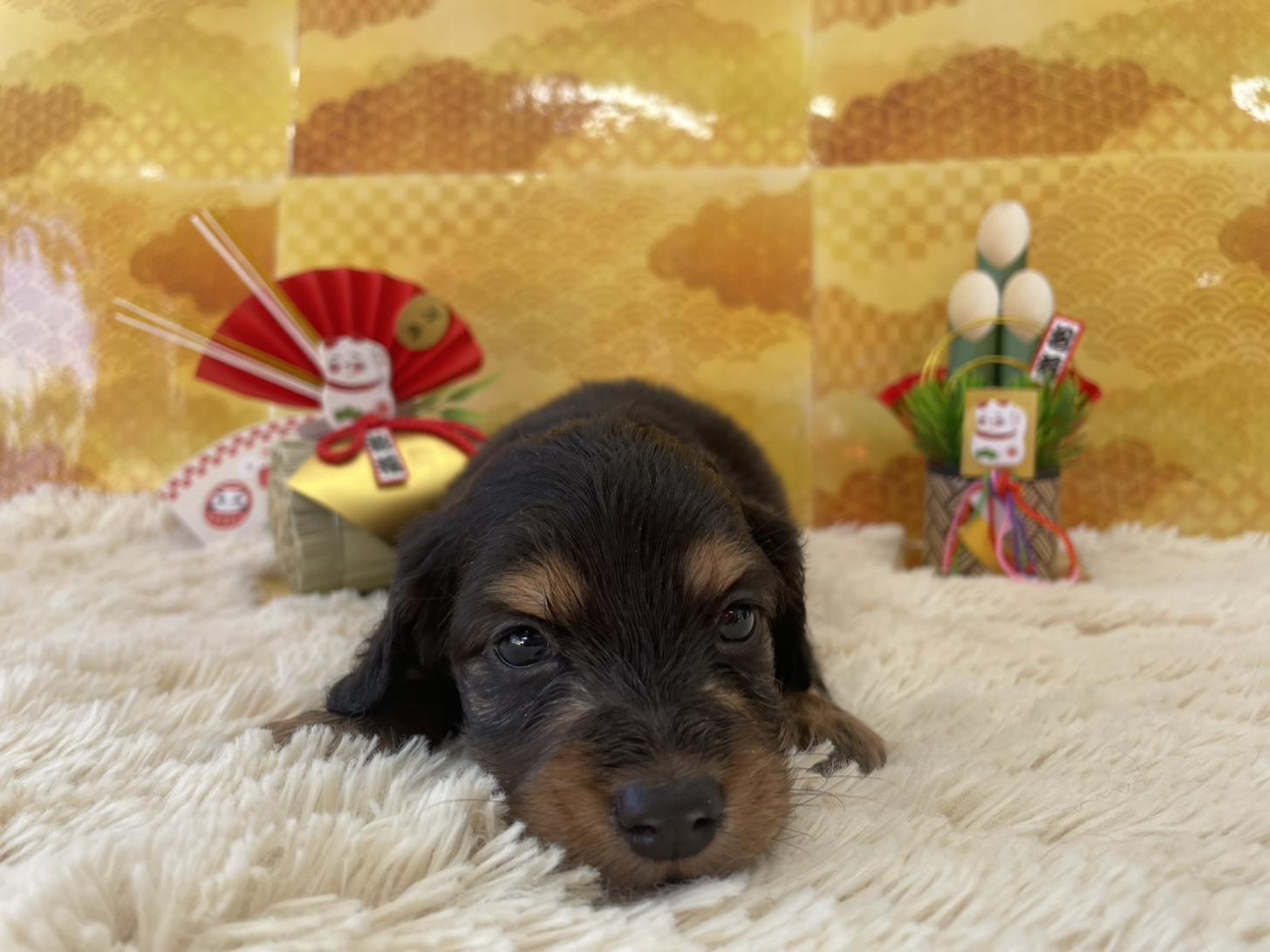 佐賀県のミニチュアダックスフンド(ロング) (スタードッグス新鳥栖店/2025年11月27日生まれ/男の子/ブラックタン)の子犬の2枚目の画像